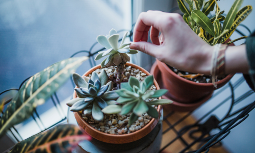 Dica de plantas para ter em apartamento