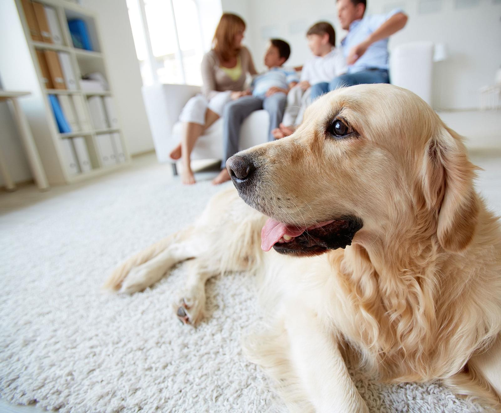 Cachorro em apartamento: dicas para criar seu peludinho